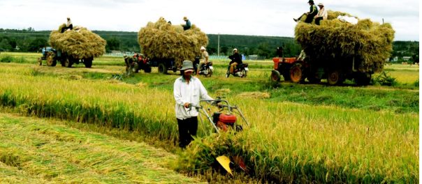 Luật Thuế Sử Dụng Đất Nông Nghiệp Mới Nhất